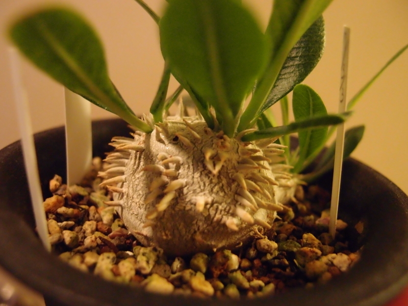 f:id:yoshida_lab:20180810223712j:plain