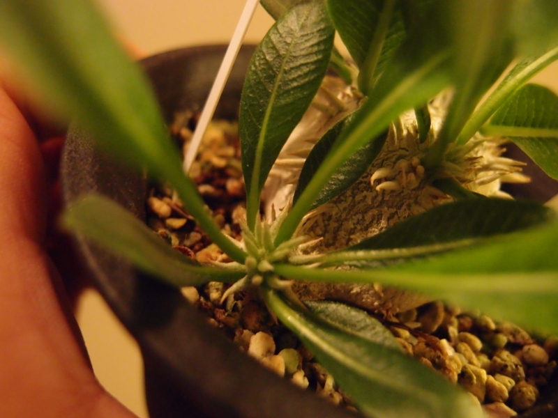 f:id:yoshida_lab:20180810223713j:plain