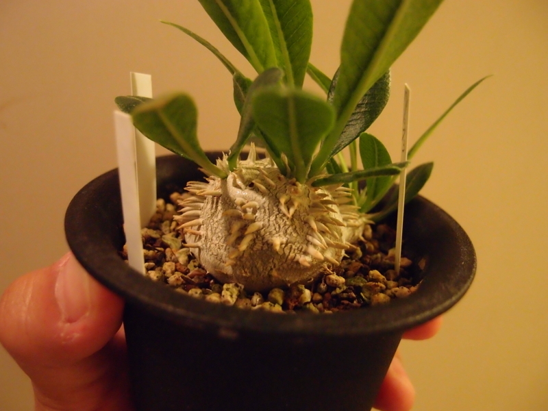 f:id:yoshida_lab:20180810223714j:plain