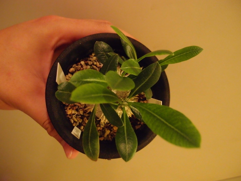 f:id:yoshida_lab:20180810223715j:plain