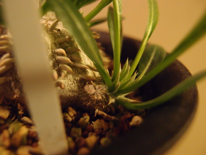 f:id:yoshida_lab:20180810223716j:plain