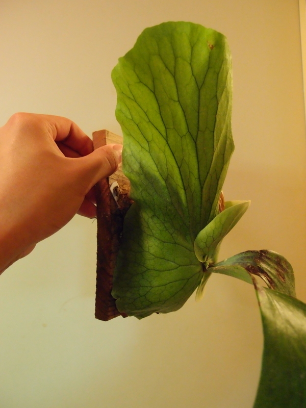 f:id:yoshida_lab:20180825092842j:plain