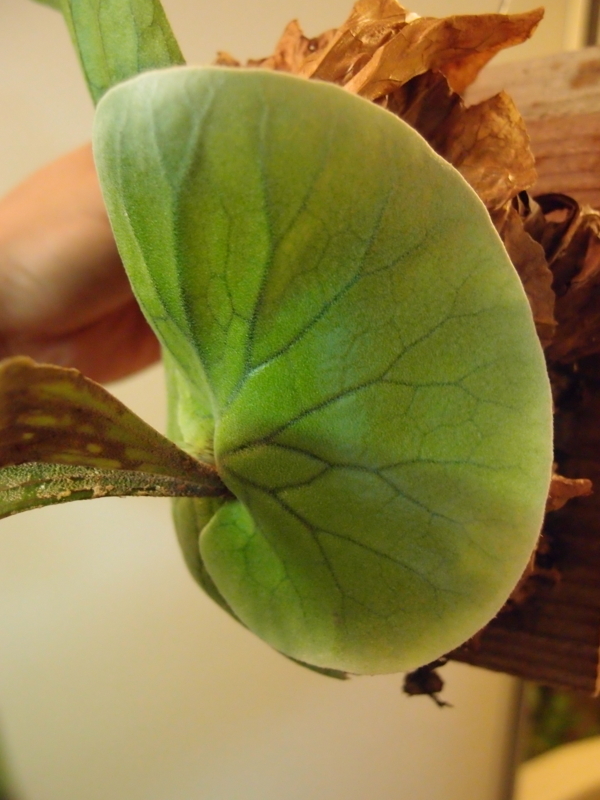 f:id:yoshida_lab:20180825092843j:plain