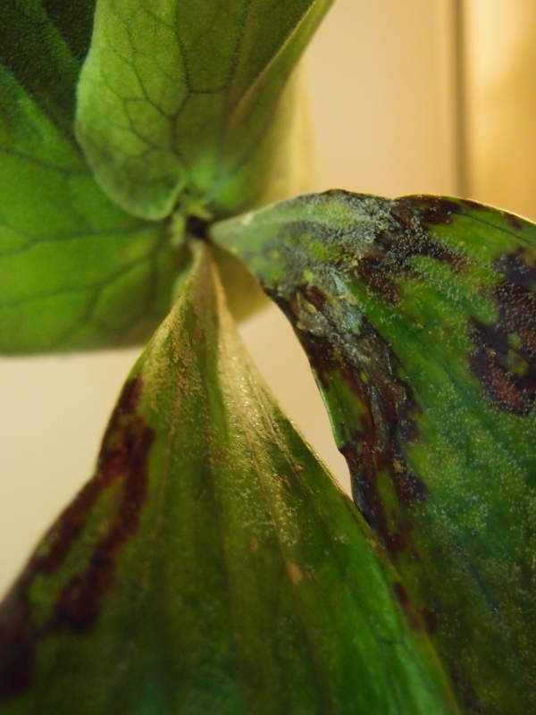 f:id:yoshida_lab:20180825092845j:plain