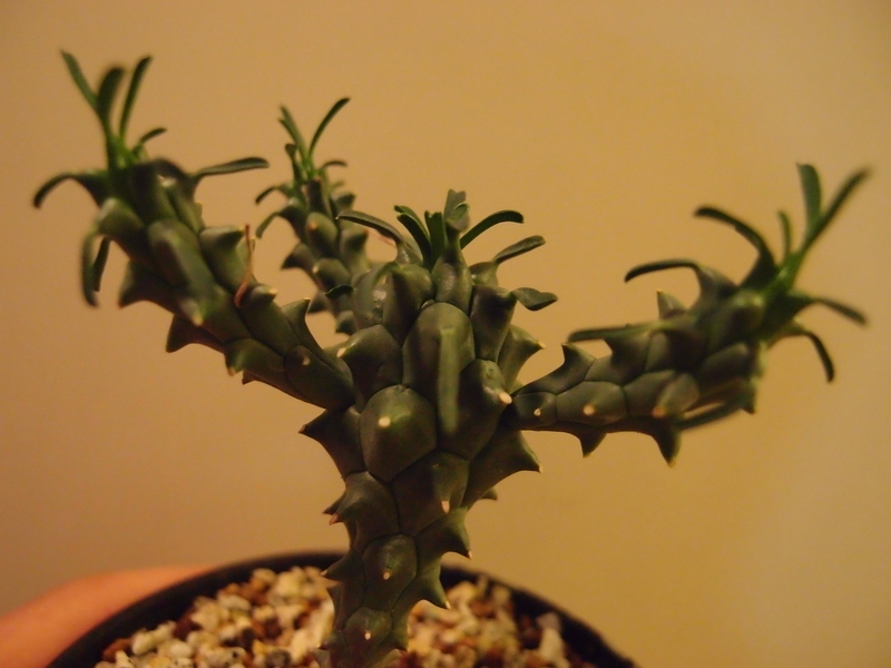 f:id:yoshida_lab:20181006095904j:plain