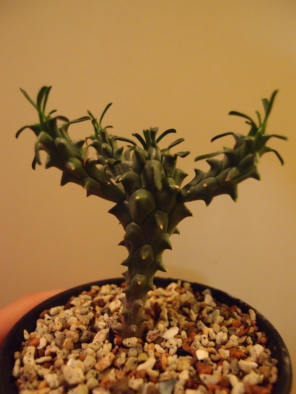 f:id:yoshida_lab:20181006095905j:plain