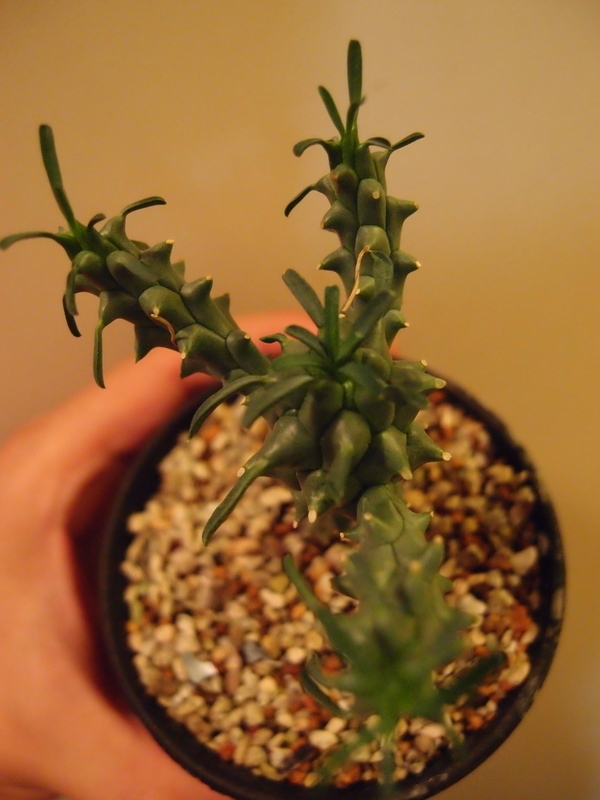 f:id:yoshida_lab:20181006095907j:plain