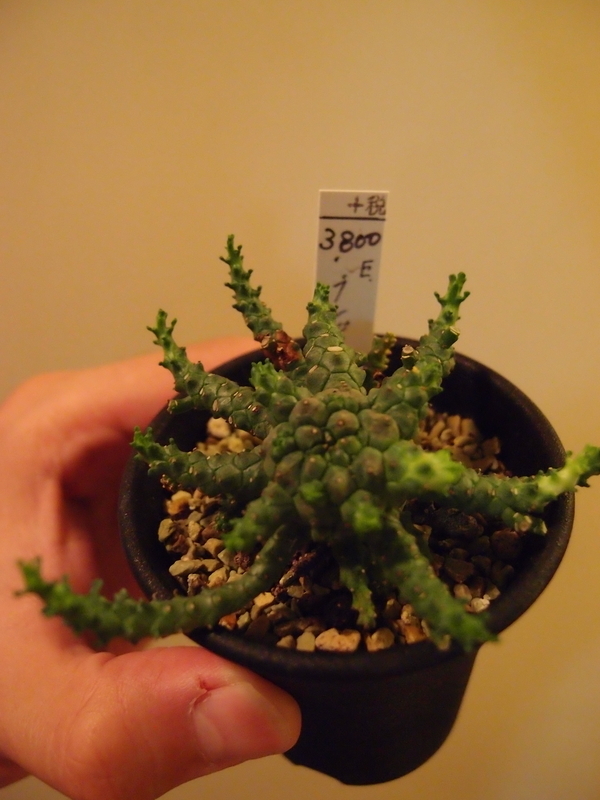 f:id:yoshida_lab:20181006095923j:plain