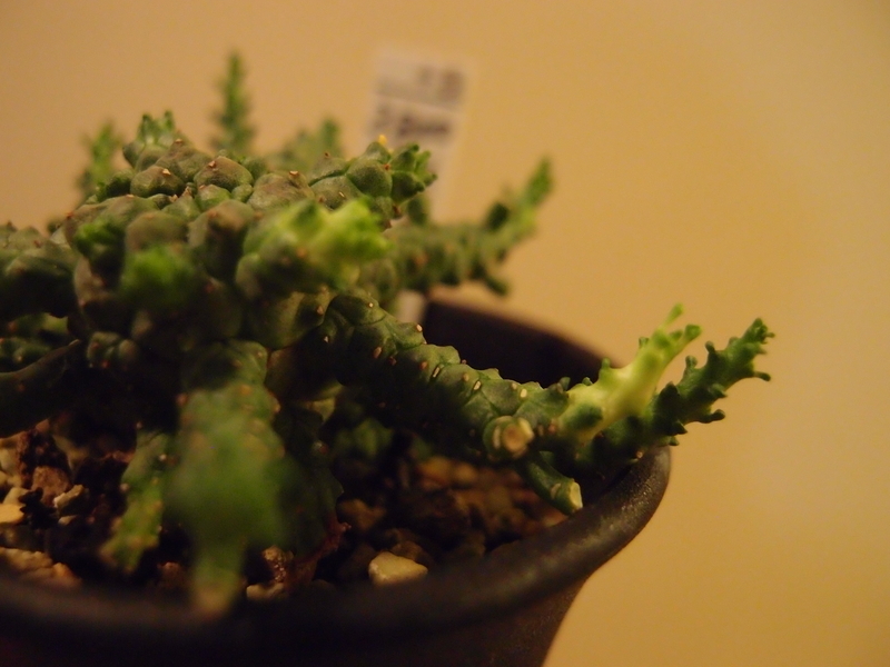 f:id:yoshida_lab:20181006095925j:plain