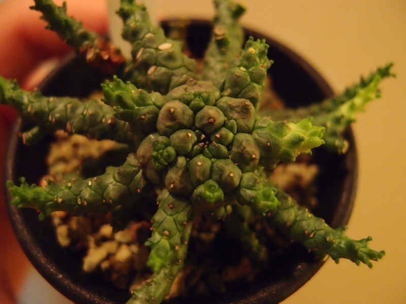 f:id:yoshida_lab:20181006095926j:plain