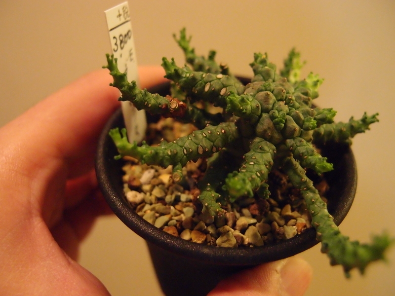 f:id:yoshida_lab:20181006095927j:plain