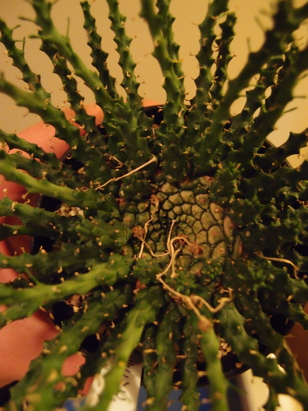 f:id:yoshida_lab:20181110094001j:plain