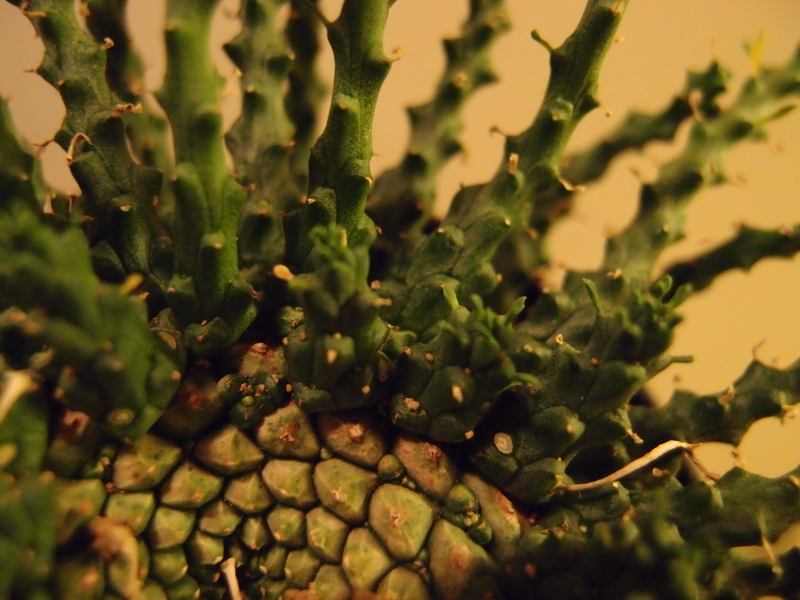 f:id:yoshida_lab:20181110094002j:plain