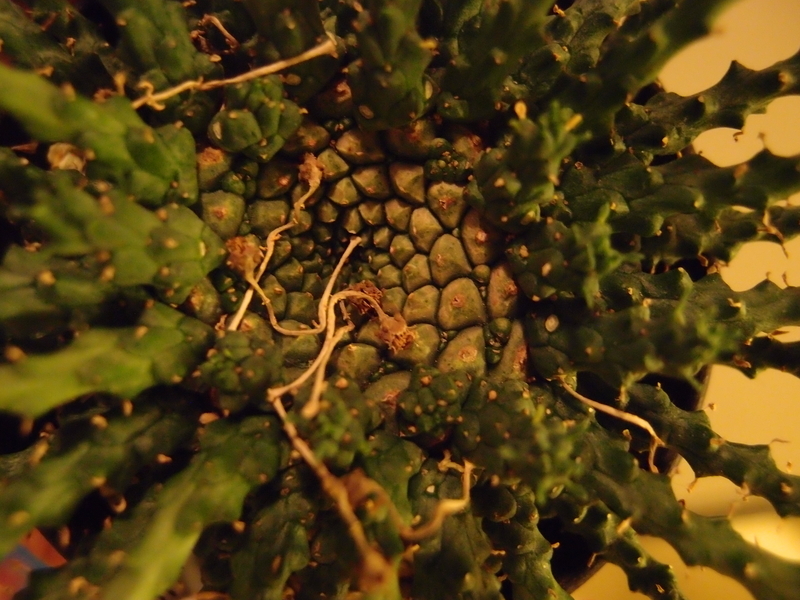 f:id:yoshida_lab:20181110094003j:plain