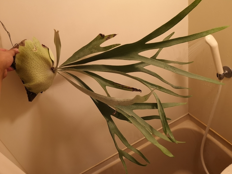 f:id:yoshida_lab:20181123142414j:plain f:id:yoshida_lab:20181123142414j:plain