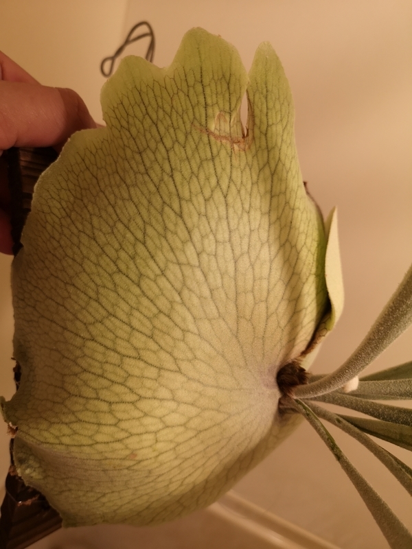 f:id:yoshida_lab:20181123142416j:plain f:id:yoshida_lab:20181123142416j:plain