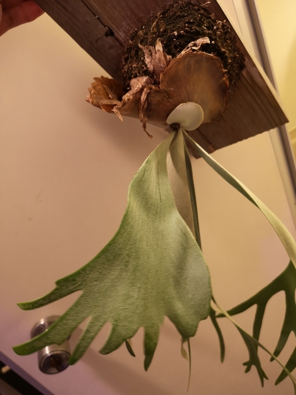f:id:yoshida_lab:20181123142440j:plain f:id:yoshida_lab:20181123142440j:plain