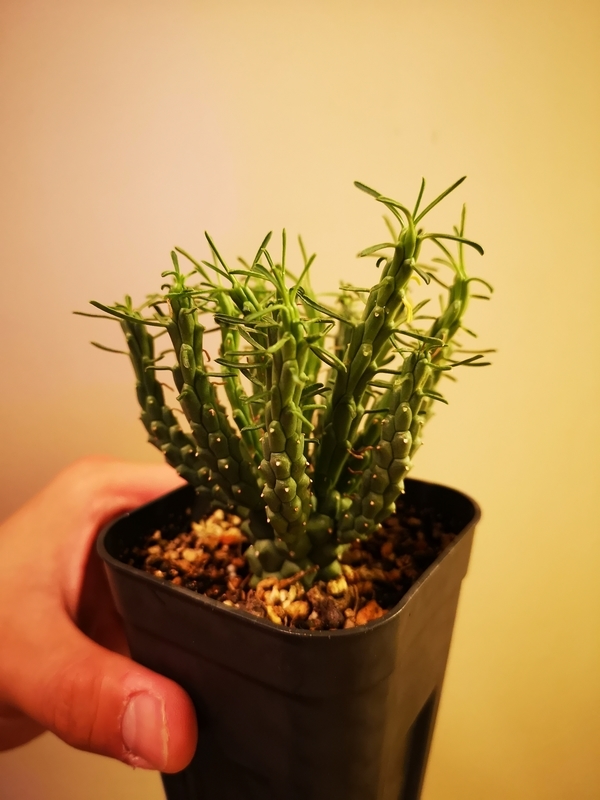 f:id:yoshida_lab:20181123142446j:plain