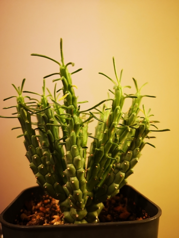 f:id:yoshida_lab:20181123142449j:plain