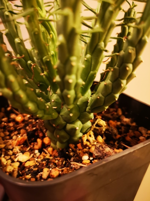 f:id:yoshida_lab:20181123142450j:plain