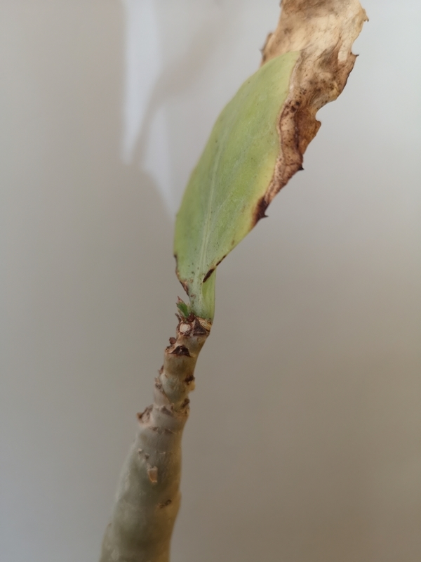f:id:yoshida_lab:20181214153222j:plain f:id:yoshida_lab:20181214153222j:plain