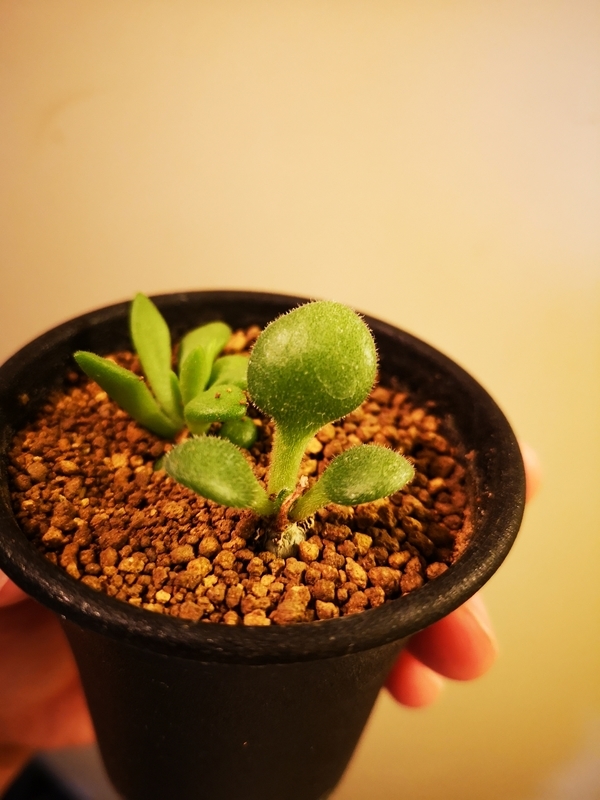 f:id:yoshida_lab:20190112094409j:plain