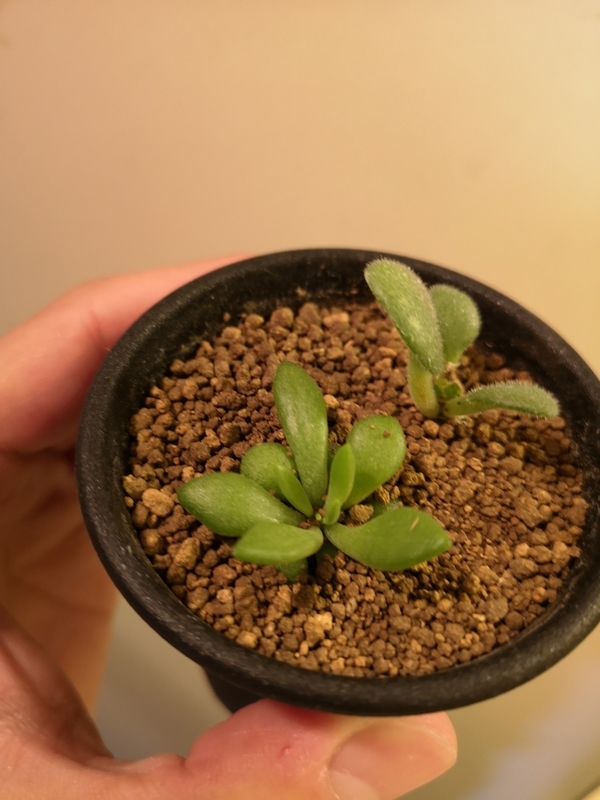 f:id:yoshida_lab:20190112094410j:plain