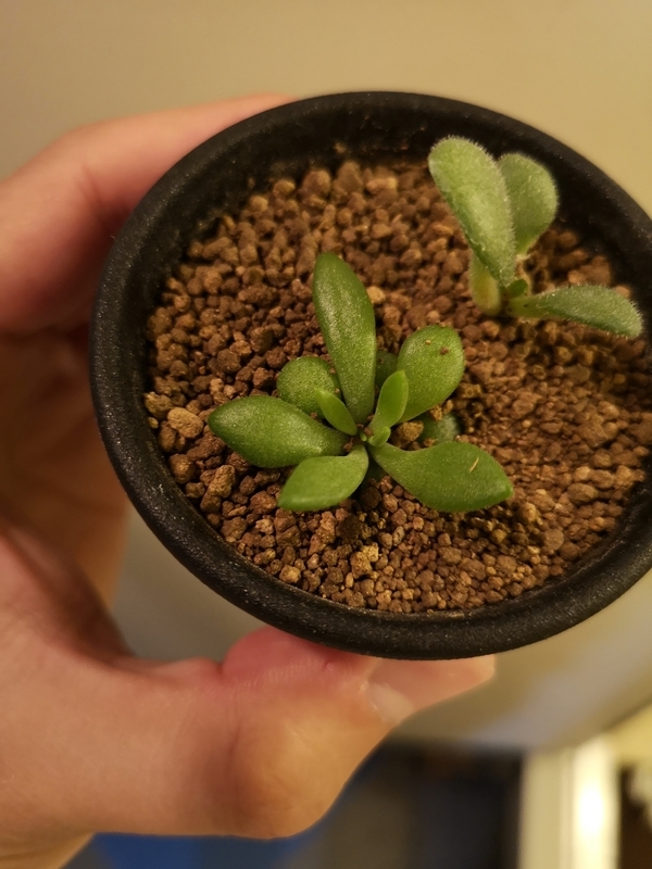 f:id:yoshida_lab:20190112094411j:plain