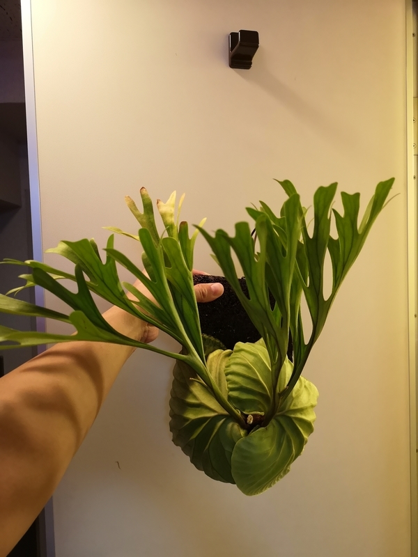 f:id:yoshida_lab:20190119104749j:plain f:id:yoshida_lab:20190119104749j:plain