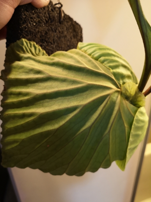 f:id:yoshida_lab:20190119104751j:plain f:id:yoshida_lab:20190119104751j:plain
