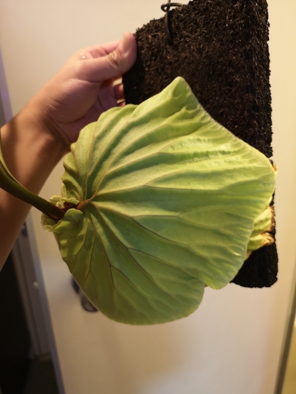 f:id:yoshida_lab:20190119104752j:plain f:id:yoshida_lab:20190119104752j:plain