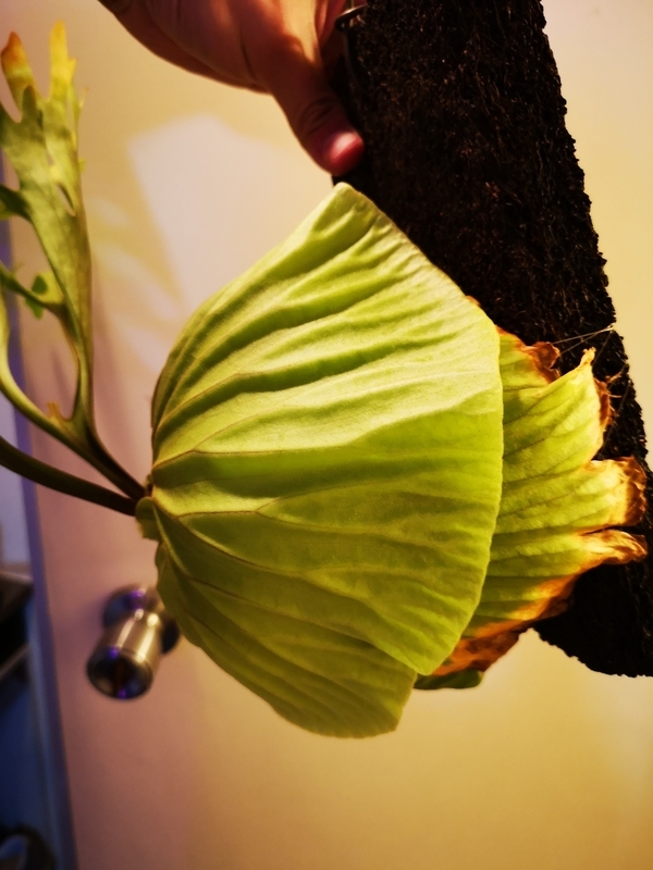 f:id:yoshida_lab:20190119104753j:plain f:id:yoshida_lab:20190119104753j:plain
