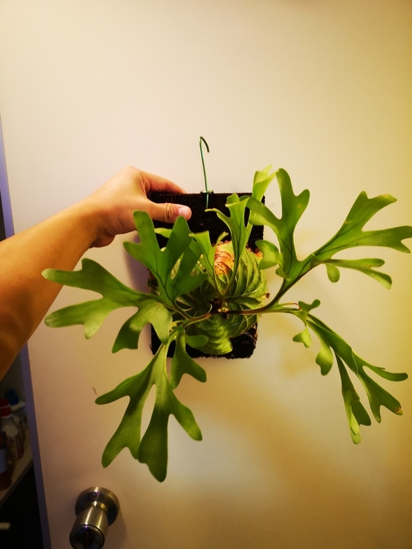 f:id:yoshida_lab:20190119104754j:plain f:id:yoshida_lab:20190119104754j:plain