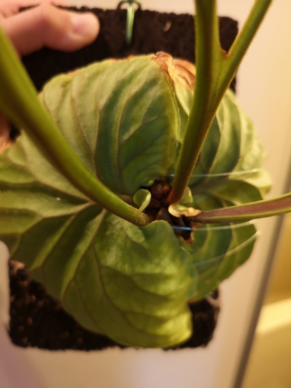 f:id:yoshida_lab:20190119104755j:plain f:id:yoshida_lab:20190119104755j:plain