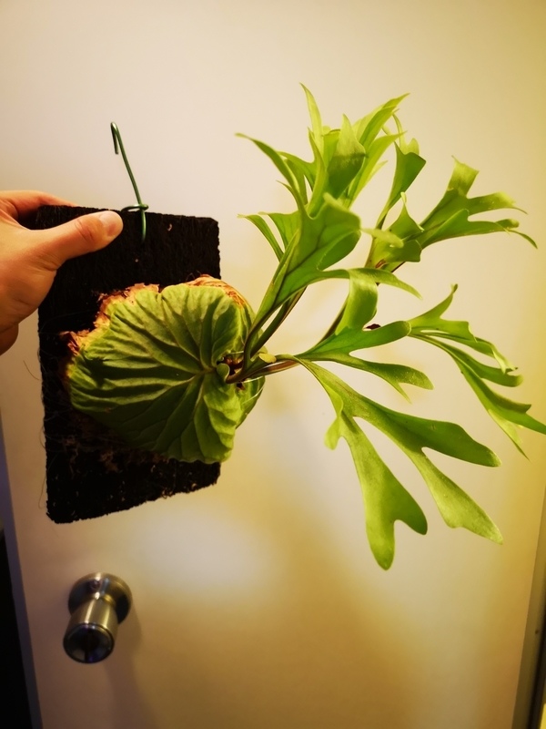 f:id:yoshida_lab:20190119104756j:plain f:id:yoshida_lab:20190119104756j:plain