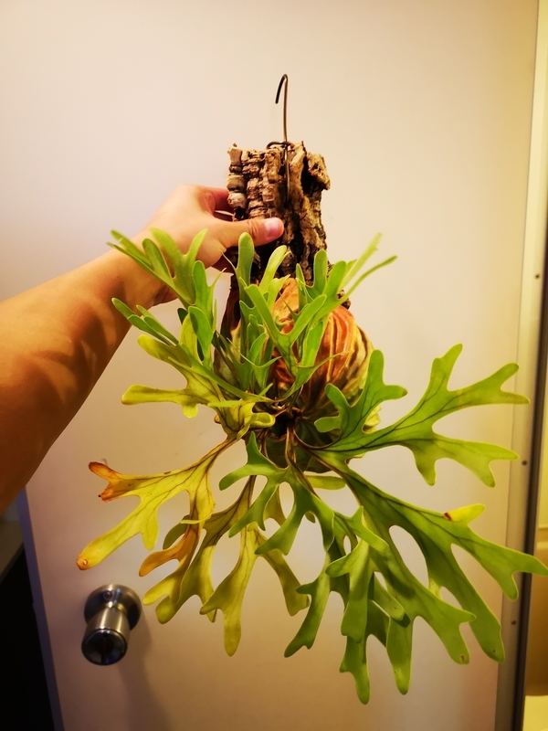 f:id:yoshida_lab:20190119104757j:plain f:id:yoshida_lab:20190119104757j:plain