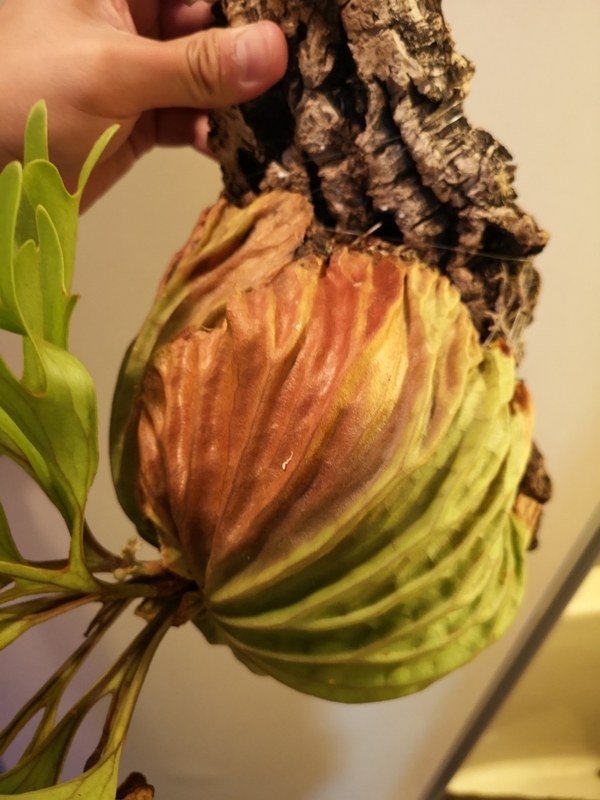 f:id:yoshida_lab:20190119104758j:plain f:id:yoshida_lab:20190119104758j:plain