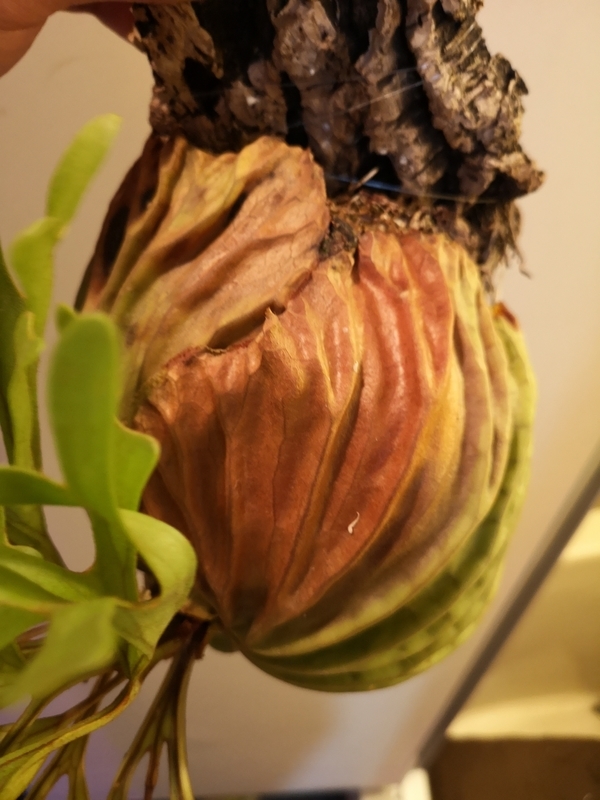 f:id:yoshida_lab:20190119104759j:plain f:id:yoshida_lab:20190119104759j:plain