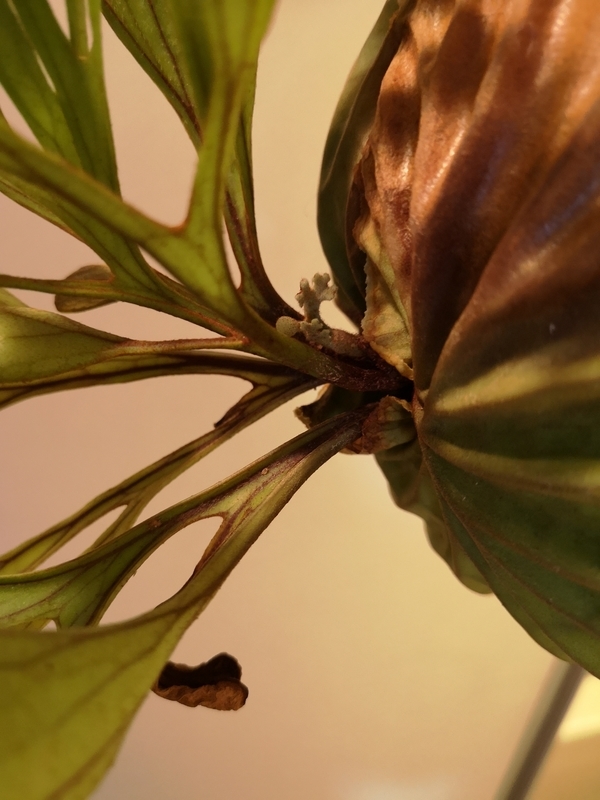 f:id:yoshida_lab:20190119104800j:plain f:id:yoshida_lab:20190119104800j:plain