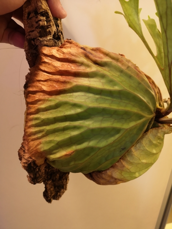 f:id:yoshida_lab:20190119104801j:plain f:id:yoshida_lab:20190119104801j:plain