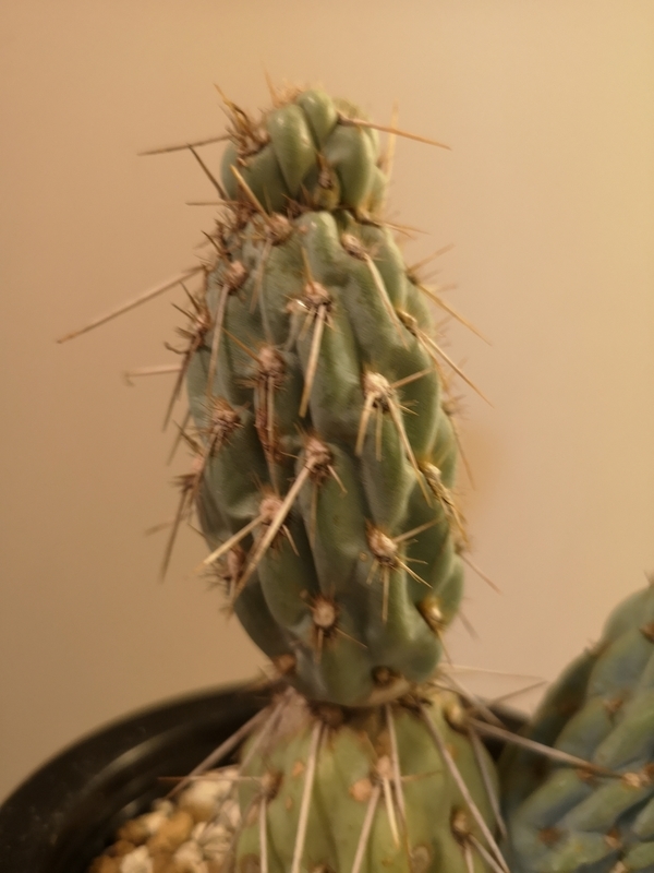 Miqueliopuntia miquelii を育て始めた。 - YOSHIDA LAB's BLOG