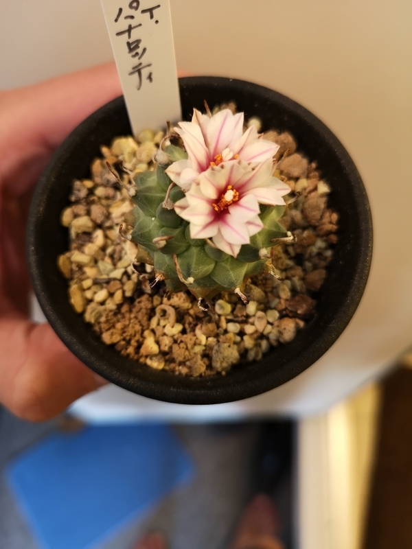 f:id:yoshida_lab:20190126110543j:plain