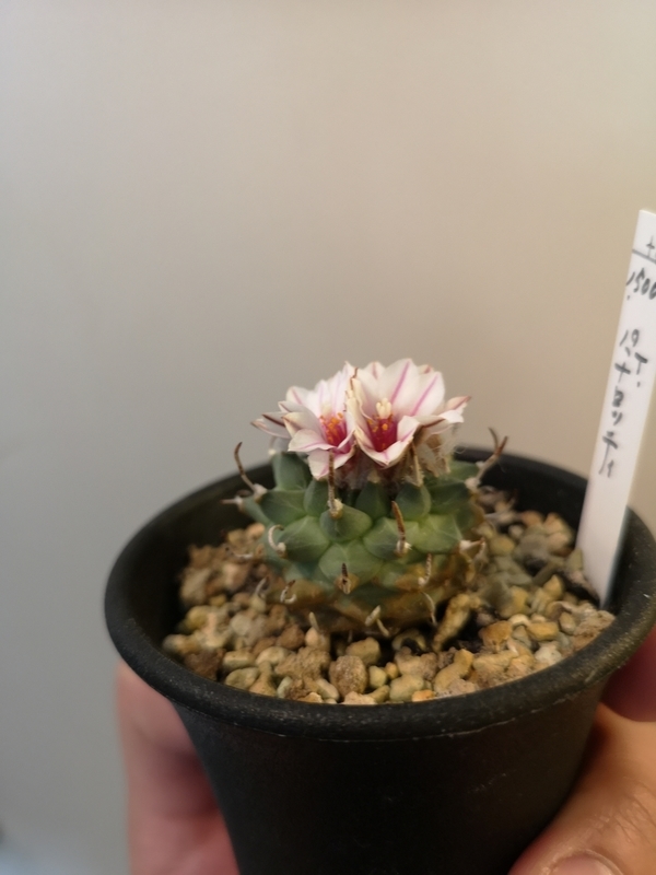 f:id:yoshida_lab:20190126110545j:plain