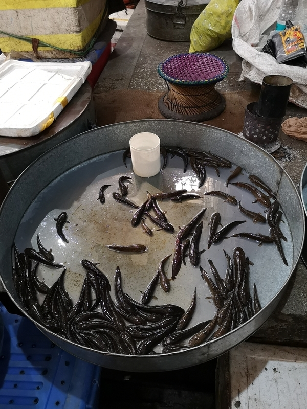 f:id:yoshida_lab:20190129212936j:plain