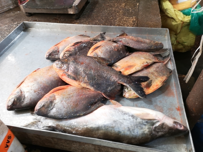 f:id:yoshida_lab:20190129212937j:plain