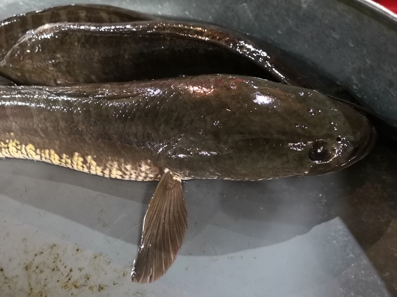 f:id:yoshida_lab:20190129212938j:plain