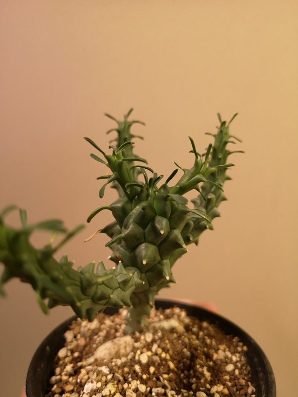 f:id:yoshida_lab:20190202075351j:plain