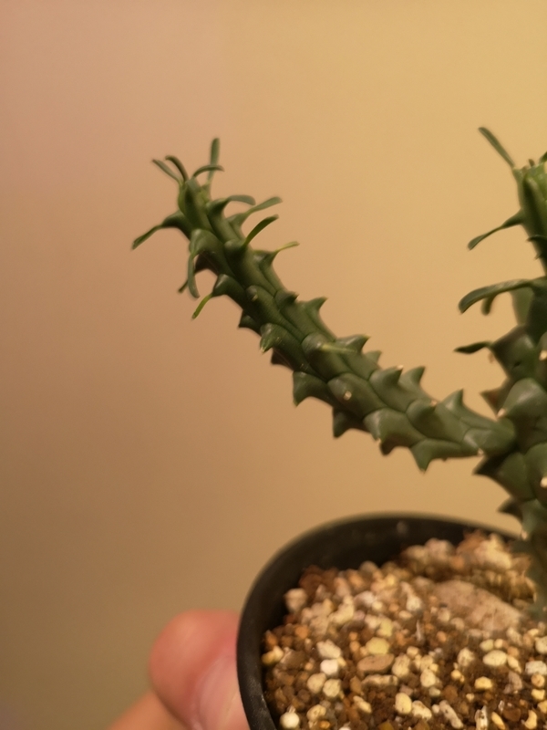 f:id:yoshida_lab:20190202075352j:plain