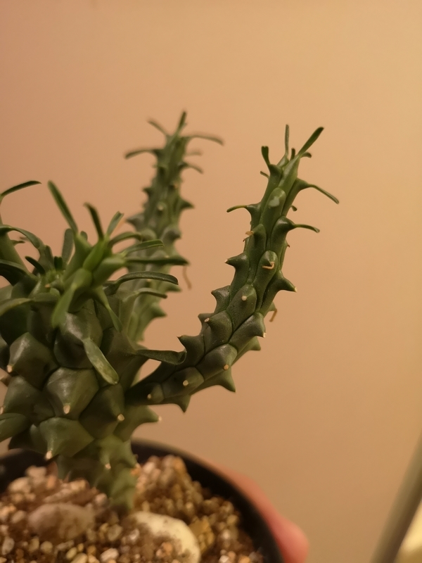 f:id:yoshida_lab:20190202075353j:plain