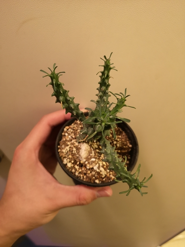 f:id:yoshida_lab:20190202075354j:plain